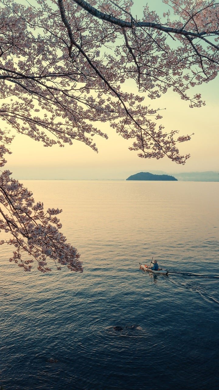 Cookie Policy landscape, nature, lake, lake biwa, island, spring, sakura, canoe, early morning, japan